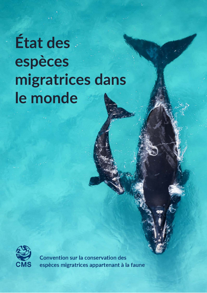 Rapport « État des espèces migratrices dans le monde »